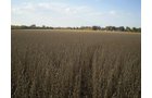 Property photo 31 - 75+/- Acres in 9 Tracts